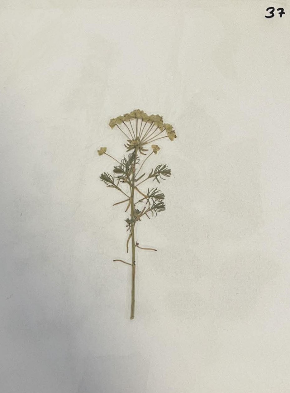 Rastlina Euphorbia cyparissias